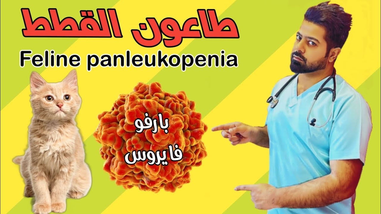 طاعون القطط - بارفو القطط feline panleukopenia