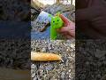 Bug Insect Names for Kids | Toy Learning Fun at the Rock Pool: Slug Beetle Bee Dragonfly Millipede