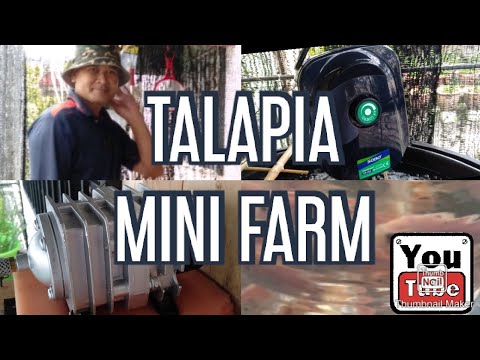 CARA AKU TERNAK IKAN TALAPIA..... 