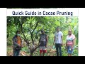 Simple and quick guide on cacao pruning