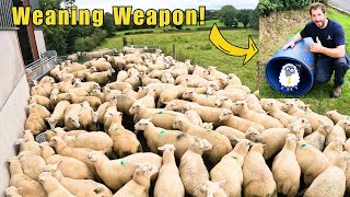Simple Stress Free Weaning For Sheep And Lambs - Surprising Results!