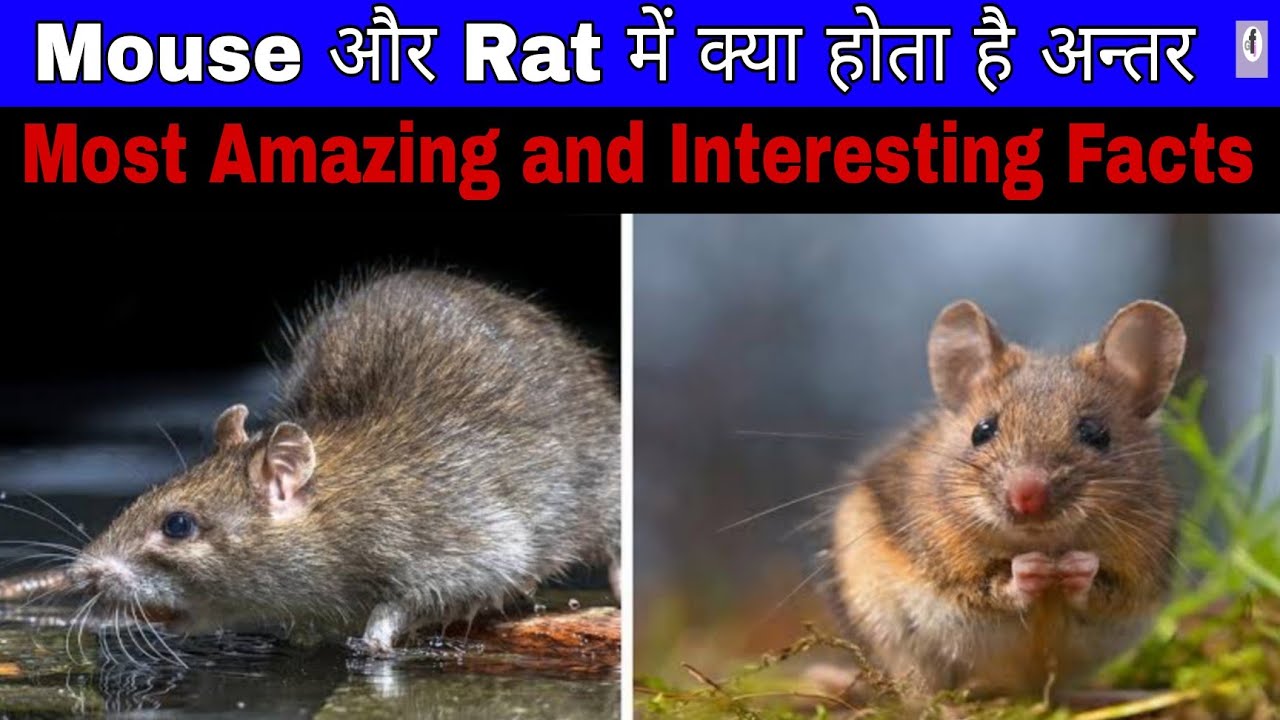 Difference Between Rat And Mouse most Amazing And Interesting Facts Difference between rat and mouse most amazing and interesting facts