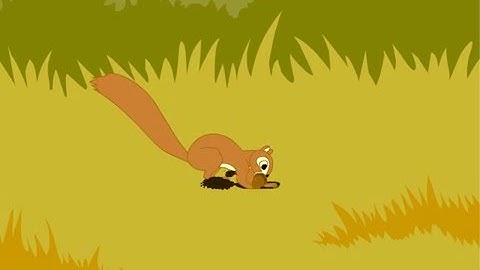 Squirrel animation