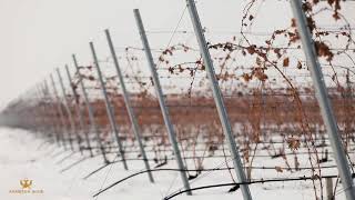 Winter in Armenia Wine Vineyards