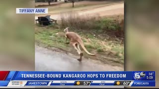 Kangaroo makes its getaway in Alabama hopping to freedom