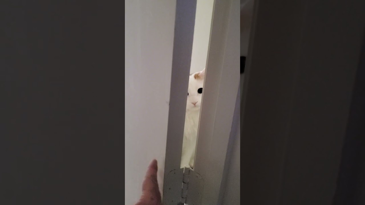 #fyp #viralvideo #cats #funny