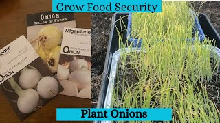 Grow Food Security| Plant Onions