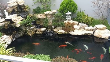 Hồ Cá Koi 10 Khối Đẹp - Hiutsuri - Hồ Lên Rêu Xanh Rất Đẹp( beautiful koi pond).Hồ A Viễn ở Đồng Nai