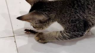 Cute black kitten playing with mole cricket (insect), cat playing with insect by amma pets 97 views 3 years ago 2 minutes, 52 seconds