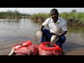 Sri Lanka Fishing video | Tilapia 25 kg | Fishing in village | Freshwater Fish | Live 🇱🇰