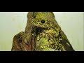 Animal Camouflage and Adaptation