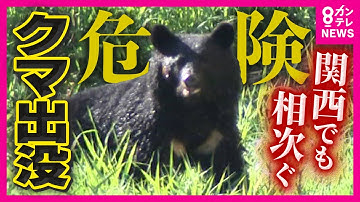 【関西でもクマ注意】“ここには生息してなかったのに”京都の「空白地」にもクマ出没！クマ被害は過去最悪に「夢にも思わなかった」と遭遇した男性　市はノウハウ足りず対策苦慮〈カンテレNEWS〉