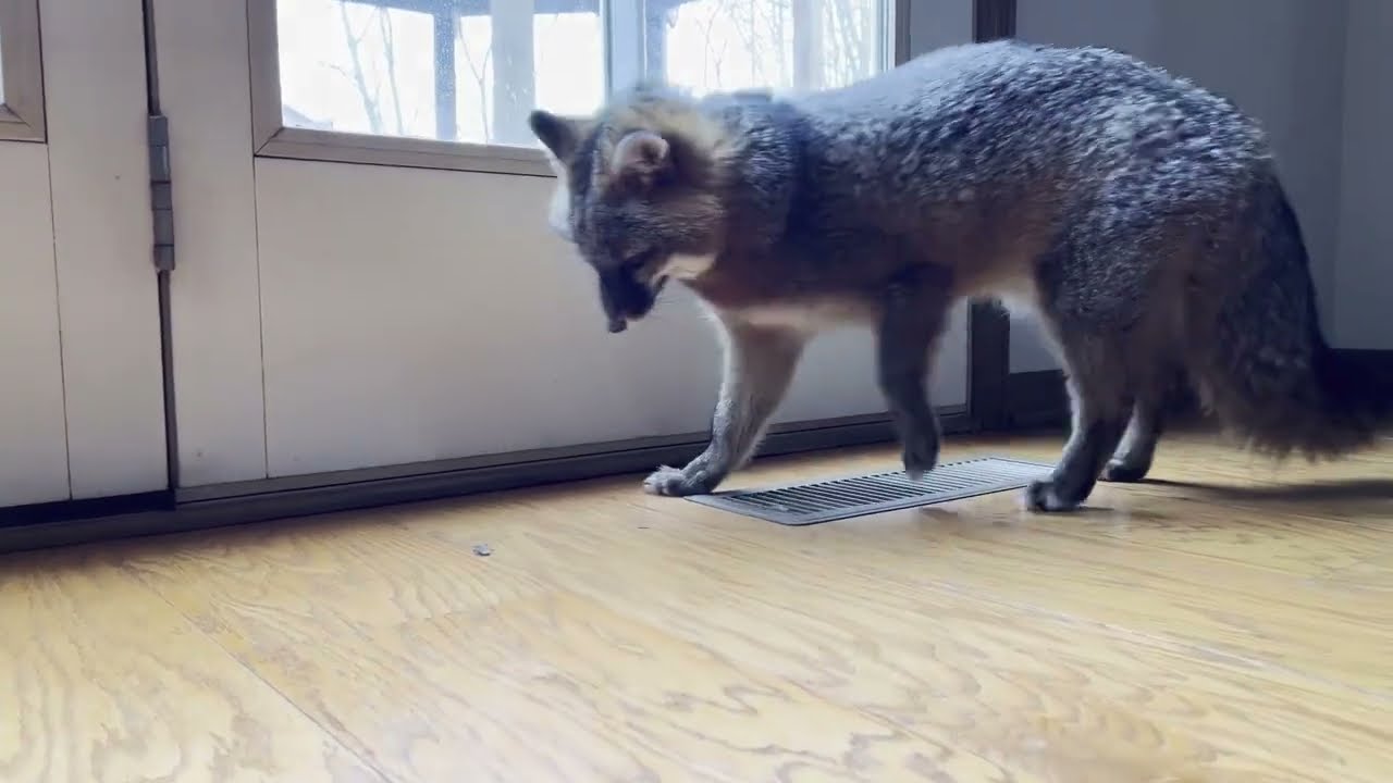 What does a Fox Eat... Stink bugs