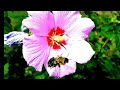 Un BEE LEAVE Able ROSE OF SHARON