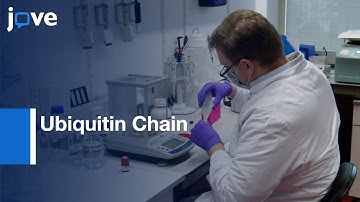 Ubiquitin Chain Analysis by Parallel Reaction Monitoring