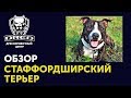 Обзор породы стафф | Американский стаффордширский терьер стоит ли покупать | Для кого подойдет стафф