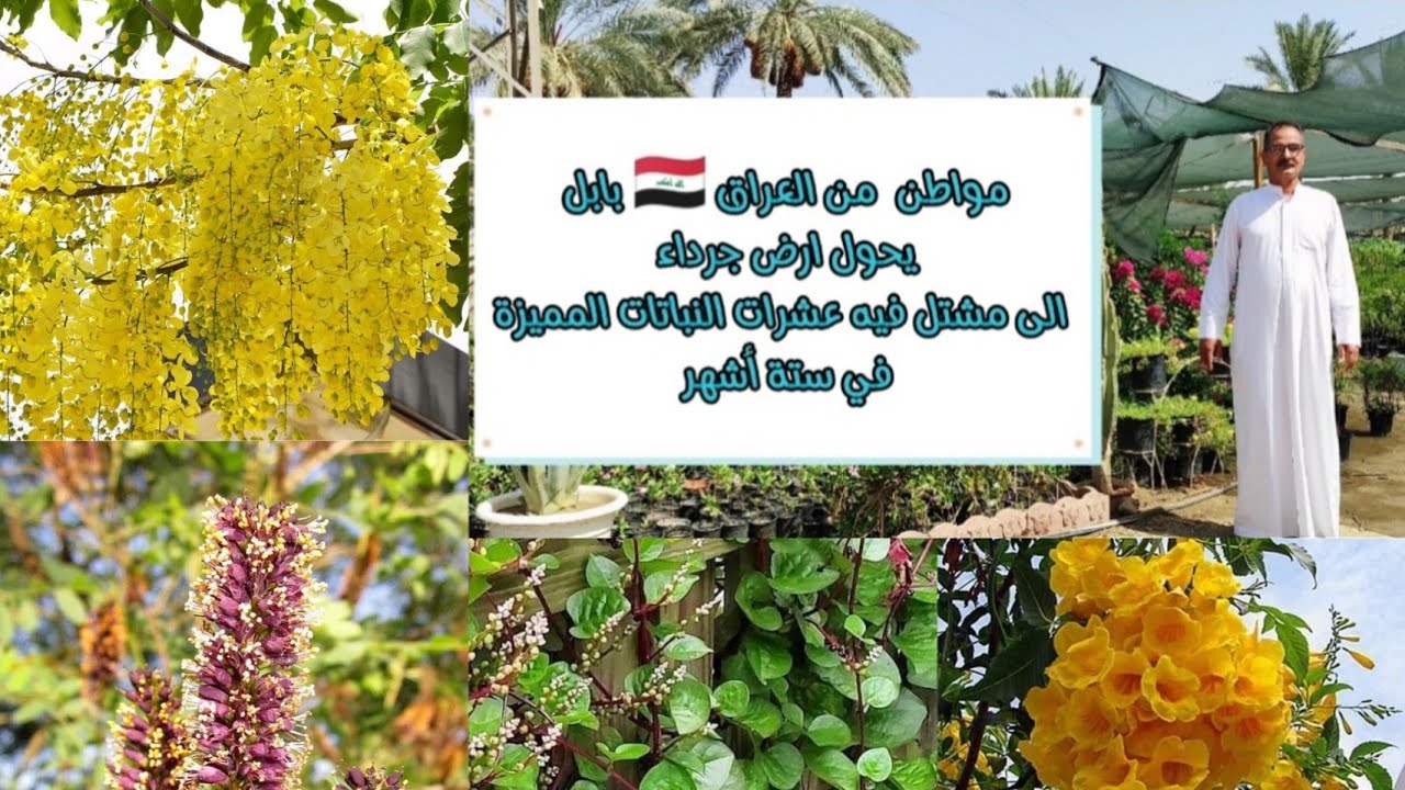 مشتل كاردينيا الجبال في ٦ اشهر حول ارض جرداء الى مشتل ينتج مختلف انواع النباتات المميزة العراق 🇮🇶