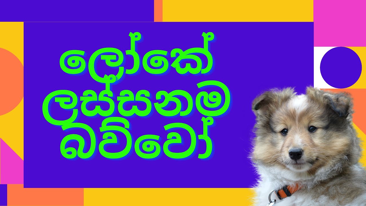 Be the voice for the voiceless | Sri Lankan pets 2020 | Pets 2020 |Cute Dogs | Funny dogs