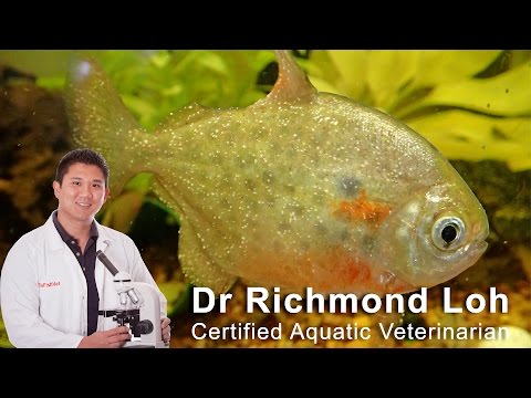 How to identify and cure (ICH) white spot disease in aquarium fish