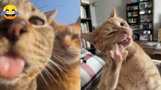 Very funny😂 videos about cats🐈 and dogs🐕.#shorts by Funny APV 2,785 views 2 months ago 59 seconds