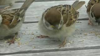 雛ちゃん ひとりで餌を食べる 20170626 1（天満宮A）