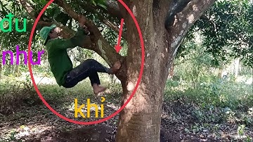 anh thợ cưa hạ cây xoài to khủng ở đám tang vòng lương phi