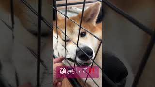 秋田犬が変顔する件