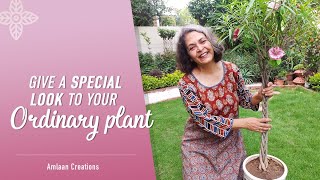 Turn An Ordinary Plant Into A Masterpiece | Creative Plant Design Idea | How To Braid A Plant