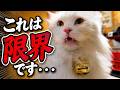 猫のニオイ、さすがに限界かもしれません…