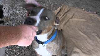 Rex- 2 Yrs. Pit Bull Type Rifle Animal Shelter 970-625-8808