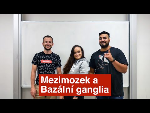 Mezimozek a bazální ganglia ...Struktura a funkce lidského těla