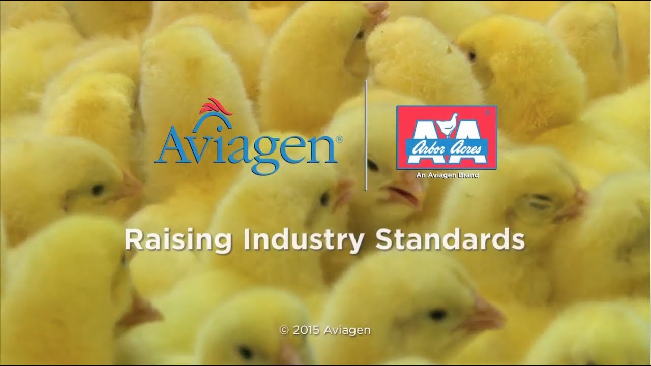 Arbor Acres Video YouTube