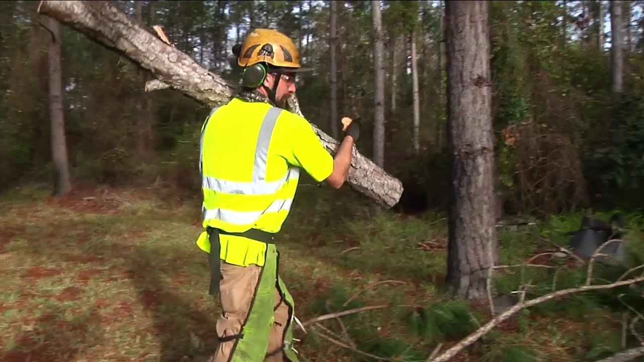 Free tree removal for veterans youtube