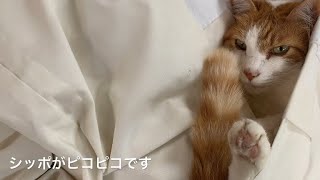 懐にシロ君が入ってドヤ顔なのも長楽寺の日常