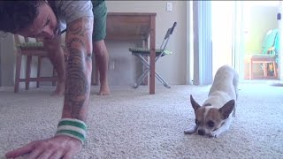 Yoga Time with a Cute Chihuahua(Here is the dog doing yoga with his owner Nic. Such a special connection that he's able to perfectly repeat his moves. Jukin Media Verified (Original) * For ..., 2013-08-02T15:38:37.000Z)