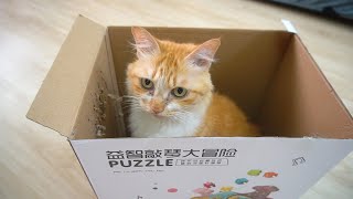 Sometimes The Best Cat Toys Are Boxes - Candace House by Candace House 76 views 2 years ago 1 minute, 15 seconds