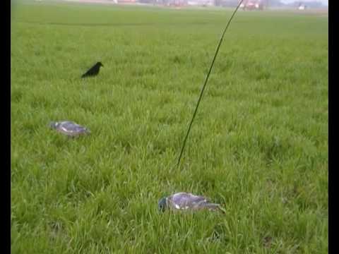 Demo matos chasse pigeon ramier palombe fud termin...