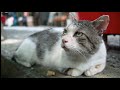 なかやまネコ歩き (雨降りネコの調べにのせて）　Walking with cats  at the temple