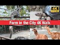 Farm In The City Family Friendly Petting Zoo In Malaysia 4K 60fps ASMR Farm In The City Family Friendly Petting Zoo In Malaysia 4K 60fps ASMR
