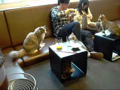 Calico Cat  Cafe  in Shinjuku  Tokyo Japan YouTube