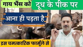 गाय भैंस का दूध कैसे बढ़ाएं Buffalo Cow Milk Badhane ka tarika by vet gyan