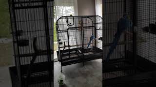 Cage double ZOLIA GABON pour grand perroquet Zoomalia