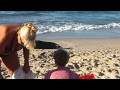 Морской тюлень на пляже Зеленоградска