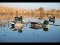 The Mallards of Missouri