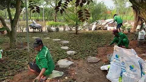 Cỏ Sân Vườn Đẹp | Loại Cỏ Sân Vườn Dễ Trồng Dễ Chăm Sóc