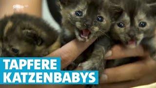 Katzenbabys überleben Autofahrt im Radkasten