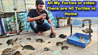 Bringing All My Turtles in one Video | There are 40 Turtles in my home| मेरे पास 40 कछुए हैं