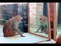 monkey funny 😀😀video ||monkey#monkey  fanney mument video||fanney mument||monkey video||fanney video