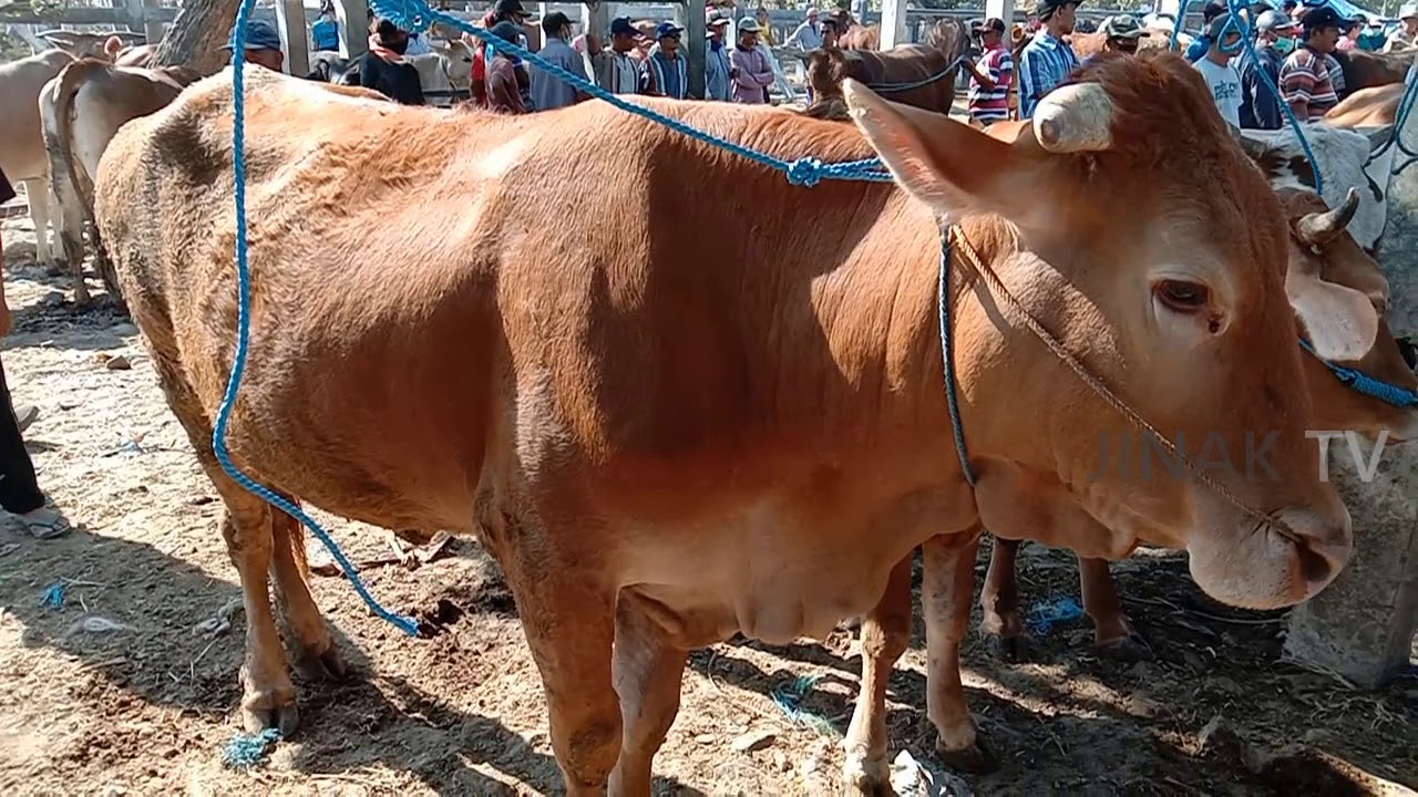 Sapi Indukan Super Pantauan Harga Dari Pasar Sapi Gorang 