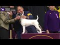 Parson Russell Terriers | Breed Judging 2020 の動画、YouTube動画。